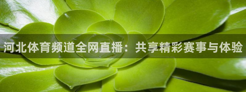 黑白直播体育在线：河北体育频道全网直播：共享精彩赛事与体验