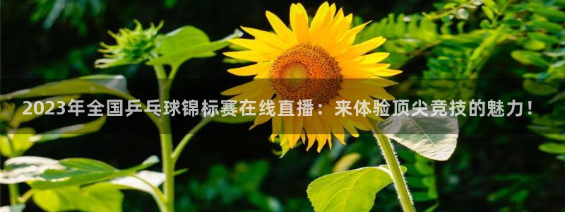 黑白nba免费高清直播：2023年全国乒乓球锦标赛在线直播：来体验顶尖竞技的魅力！
