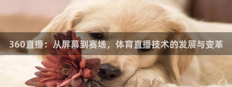 黑白体育直播：360直播：从屏幕到赛场，体育直播技术的发展与变革